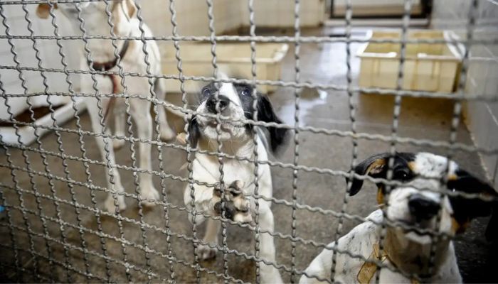 © Fábio Pozzebom/Agência Brasil Projeto aprovado na Câmara proíbe uso de animais em testes cosméticos